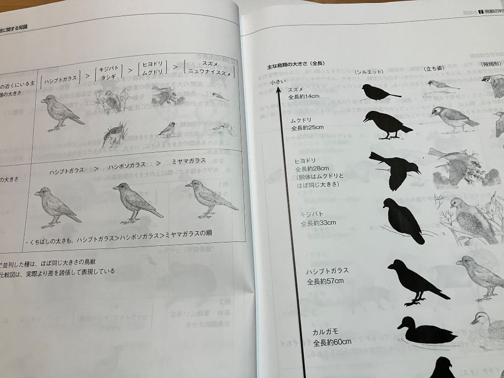 狩猟免許 試験 鳥の問題